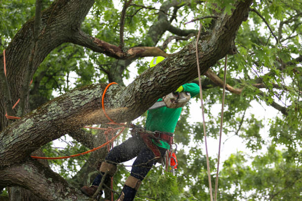 How Our Tree Care Process Works  in  Oxford, KS